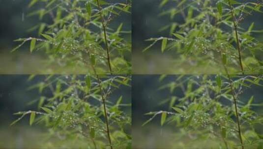 雨中地竹林高清在线视频素材下载