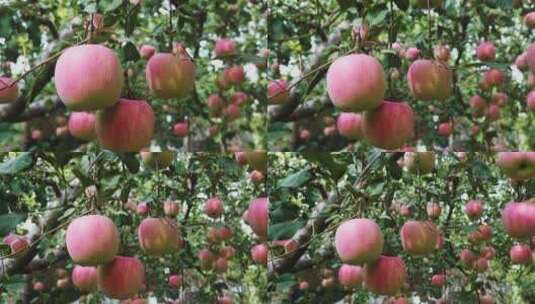 树上的苹果高清在线视频素材下载