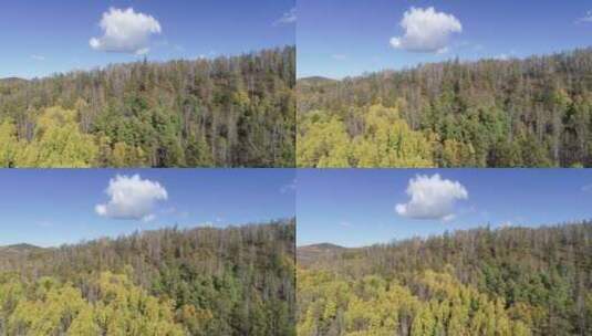 内蒙古大兴安岭森林风光、秋色五彩森林高清在线视频素材下载