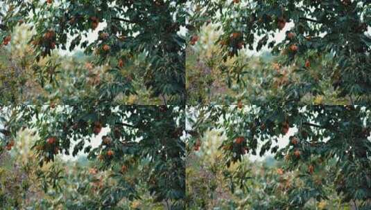 挂满果实的柿子树高清在线视频素材下载