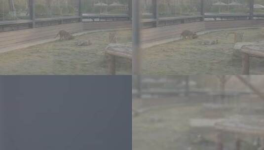 动物园小狮子高清在线视频素材下载