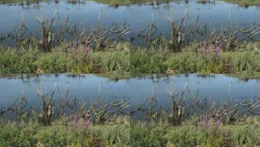 杂草丛生的池塘高清在线视频素材下载