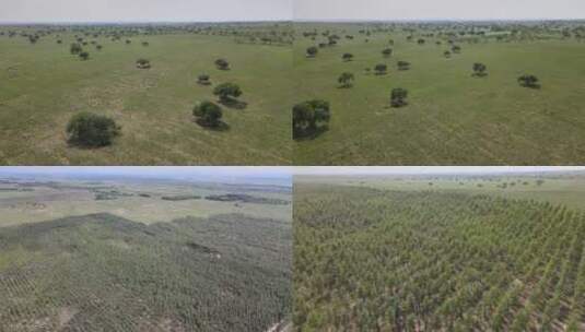 内蒙古 植树造林4K航拍高清在线视频素材下载