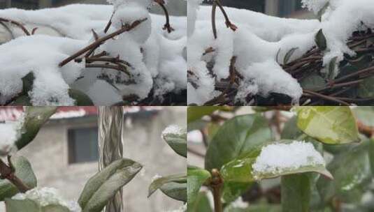 植物上的白雪视频合集高清在线视频素材下载