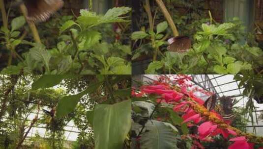 花园蝴蝶高清在线视频素材下载