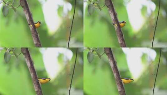 树枝上的黄莺高清在线视频素材下载