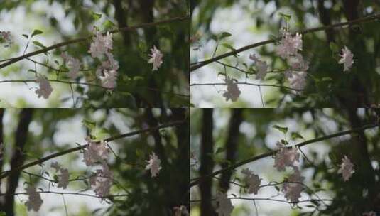 树荫中的一枝海棠花高清在线视频素材下载