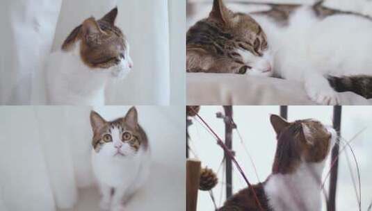 可爱萌猫表情动作合集4k视频素材高清在线视频素材下载