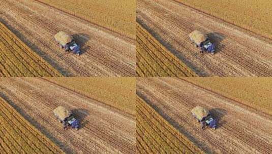 山东麦收丰收收割麦子高清在线视频素材下载