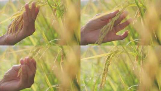 农业专家查看水稻长势高清在线视频素材下载