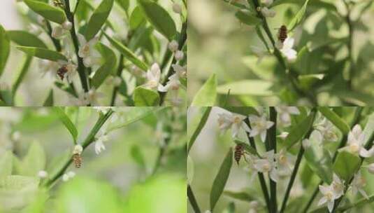 蜜蜂在开花的桔树林中飞舞高清在线视频素材下载