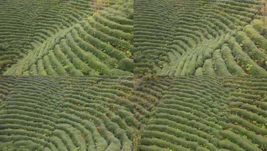 大型户外茶山高山茶园茶山茶园高清在线视频素材下载