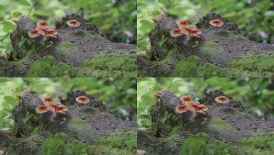 森林中枯木上的蘑菇高清在线视频素材下载