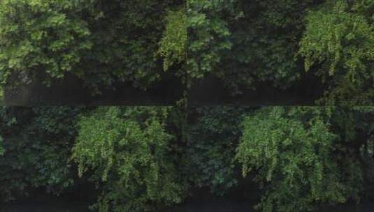 春天雨季森林树枝树叶高清在线视频素材下载
