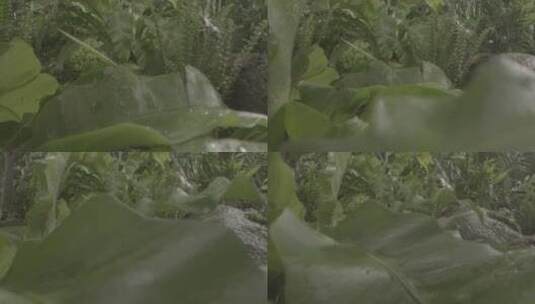 水滴雨水落在叶子上特写高清在线视频素材下载