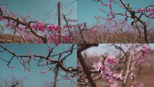 桃花园桃树枝头高清在线视频素材下载
