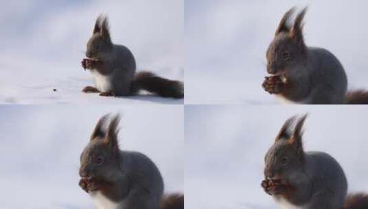 松鼠冬季雪地吃坚果高清在线视频素材下载