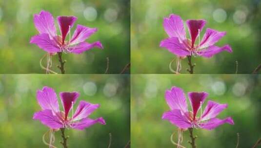 紫荆花特写高清在线视频素材下载