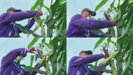农民黑玉米拨皮晾晒高清在线视频素材下载