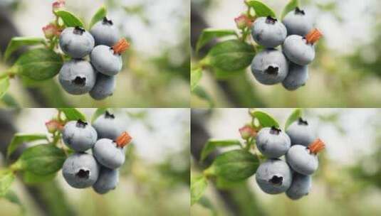 大颗蓝莓特写采摘种植园加工果汁酱农业大棚高清在线视频素材下载