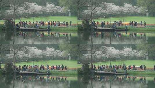 杭州太子湾湖水边樱花盛开游人如织高清在线视频素材下载