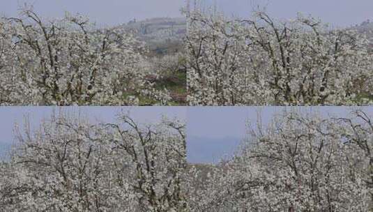 春暖花开梨花盛开景观高清在线视频素材下载