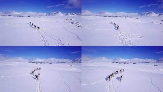 雪上行走的鹿高清在线视频素材下载