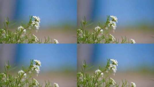 夏天沙土地上的野花野草高清高帧高清在线视频素材下载