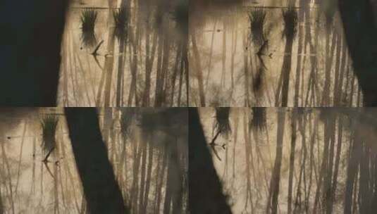 湿地沼泽地晨雾空镜高清在线视频素材下载