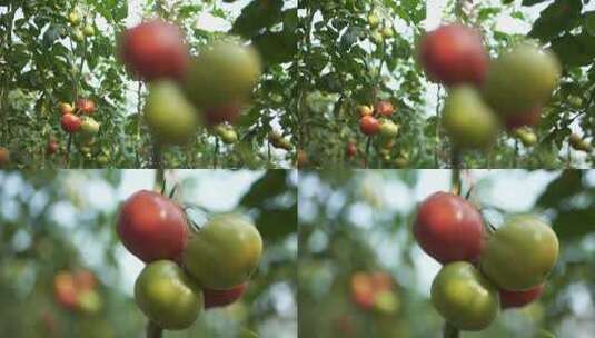 番茄 西红柿 (22)高清在线视频素材下载