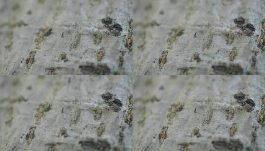 【正版素材】春天树上蚂蚁FX0450高清在线视频素材下载