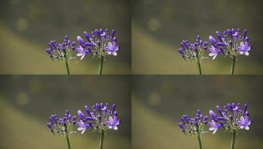 盛开的紫色百子莲高清在线视频素材下载