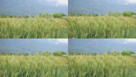 青稞小麦麦子稻田农作物特写高清在线视频素材下载