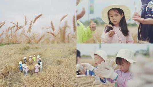 体验农耕 小朋友收割小麦 乡村游 研学高清在线视频素材下载