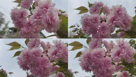 盛开的樱花花朵特写高清在线视频素材下载