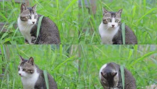 狸花猫特写，狸花猫吃草特写，中华田园猫高清在线视频素材下载