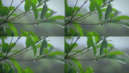 【正版素材】雨天自然植物水滴高清在线视频素材下载