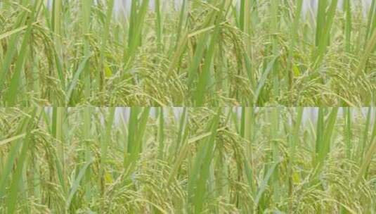 小麦 稻田 清晨高清在线视频素材下载
