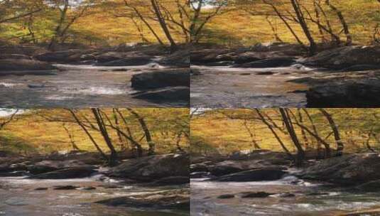 秋天森林秋色灿烂清澈河流高清在线视频素材下载