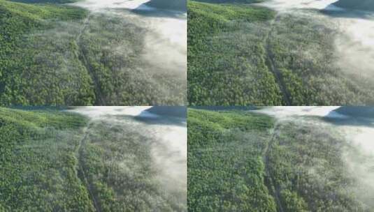 航拍山川绿色林海晨雾高清在线视频素材下载