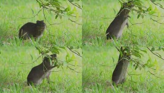 巴西豚鼠，啃着绿草的cavia aperea，站起来拉下树糠高清在线视频素材下载
