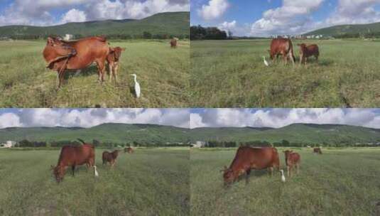 农田里悠闲吃草的黄牛高清在线视频素材下载