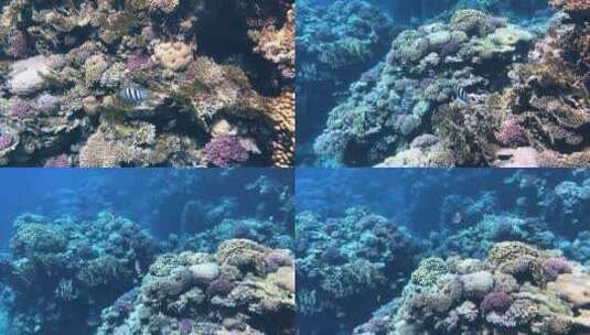 红海珊瑚礁水下多彩热带高清在线视频素材下载