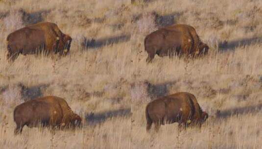 犹他州羚羊岛草原上的美洲野牛或水牛高清在线视频素材下载