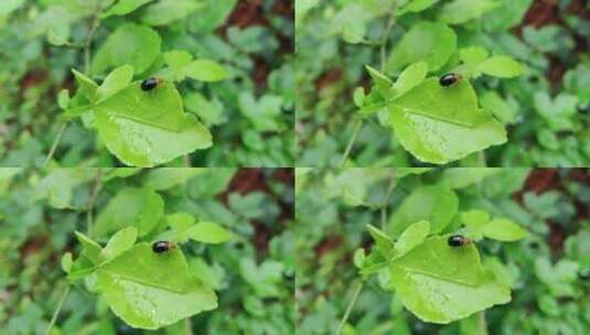 甲虫在树叶上爬行高清在线视频素材下载