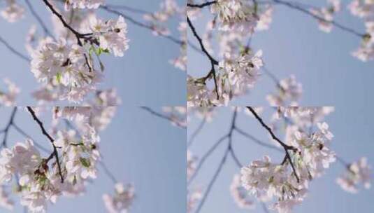 实拍杭州三月春天樱花盛开-樱花特写高清在线视频素材下载