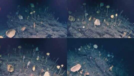 深海发现奇怪的海绵高清在线视频素材下载
