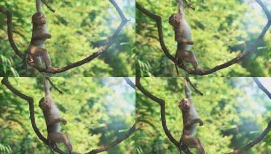 挂在树枝上的猴子高清在线视频素材下载