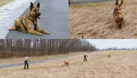 警犬在草地里寻找气味高清在线视频素材下载