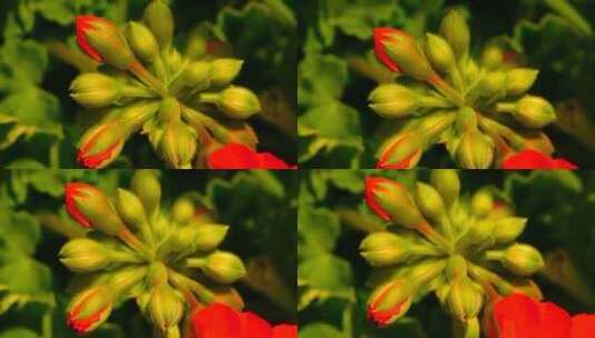红色天竺葵的花蕾高清在线视频素材下载